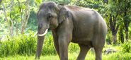 Asian Elephant in Laos