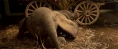Baby Dumbo.gif (2.2 MB)