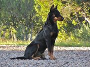 Beauceron-Dogs.jpg