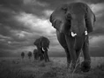 Black and White Elephants.jpg (5 KB)