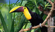Chesnut-mandibled toucan.jpg