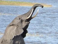 Joyful-elephant-swimming.jpg (62 KB)