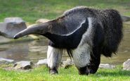 Male Giant Anteater