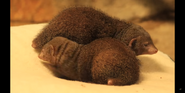 Milwaukee County Zoo Mongooses