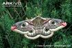 Emperor Moth