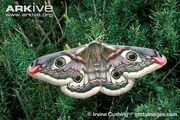 Moth, emperor.jpg