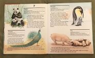 My First Book of Animals from A to Z (19)