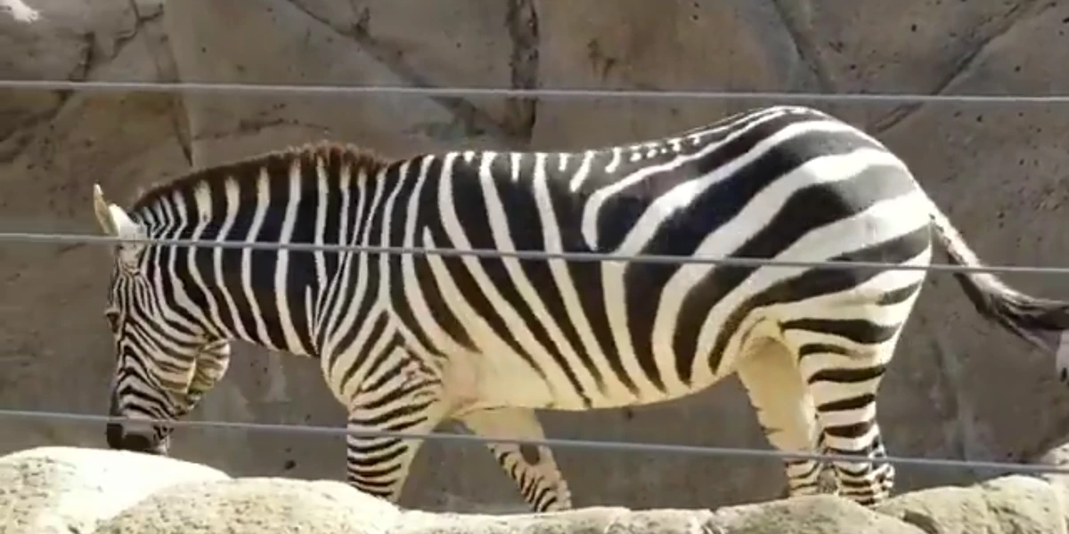 The Little MerZebra (NatureRules1 Version) The Parody Wiki Fandom