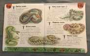 Snake Dictionary (9)