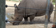 White Rhinoceros as Brontotherium