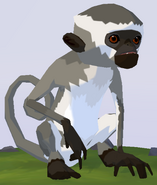Vervet Monkey WOZ