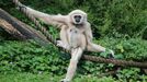 White-Handed Gibbon as Michelangelo