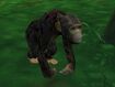 Common Chimpanzee (Africa)