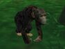 Eastern Chimpanzee