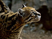 Ocelot as Zhuchengtyrannus