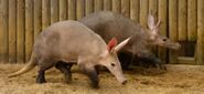 Aardvark Boar and Sow