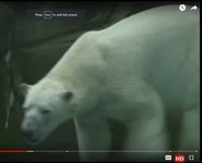 Animal Atlas Polar Bear.png (171 KB)