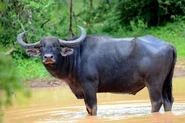 Wild Water Buffalo