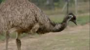 CITIRWN Emu