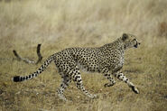 Tanzanian Cheetah as Sherlock Hemlock