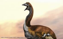 Elephant bird 1.jpg
