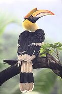 Hornbill, Great Indian (V2)