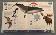 Polar Animals Dictionary (15)