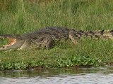 Nile Crocodile