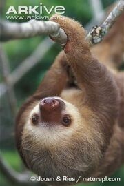 Sloth, Linnaeus's Two-Toed.jpg
