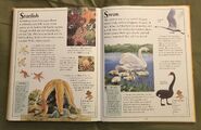 The Kingfisher First Animal Encyclopedia (68)