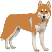 Alaska the Husky