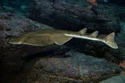 Angel shark aquarium.jpg