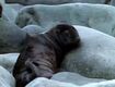BENO Northern Fur Seal