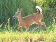 Baby White-Tailed Deer