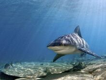 Bull-shark 769 600x450.jpg