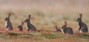 Colony of Eastern Cottontail Rabbits