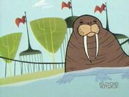 Walrus