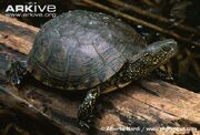 European-pond-turtle-on-log.jpg