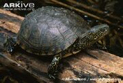 European-pond-turtle-on-log