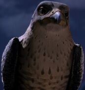 Falcon as Hunter