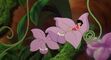 Ferngully-disneyscreencaps.com-7738