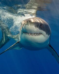 Great-white-shark (jaws)