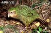 Kakapo (Green)