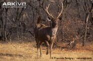 Male-sambar-deer-walking