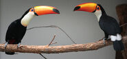 Male and Female Toco Toucans