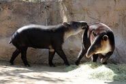Male and female Baird's tapirs