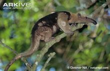 Northern-tamandua-climbing-.jpg