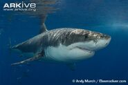 Great White Shark as Bruce