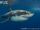 Great White Shark