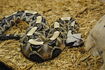 Gaboon Viper